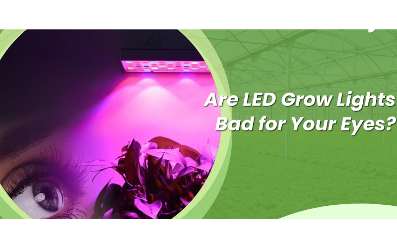 Can Grow Lights Hurt Your Eyes