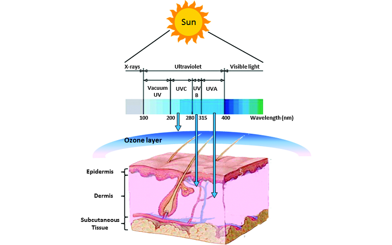 The Role of Ultraviolet Light