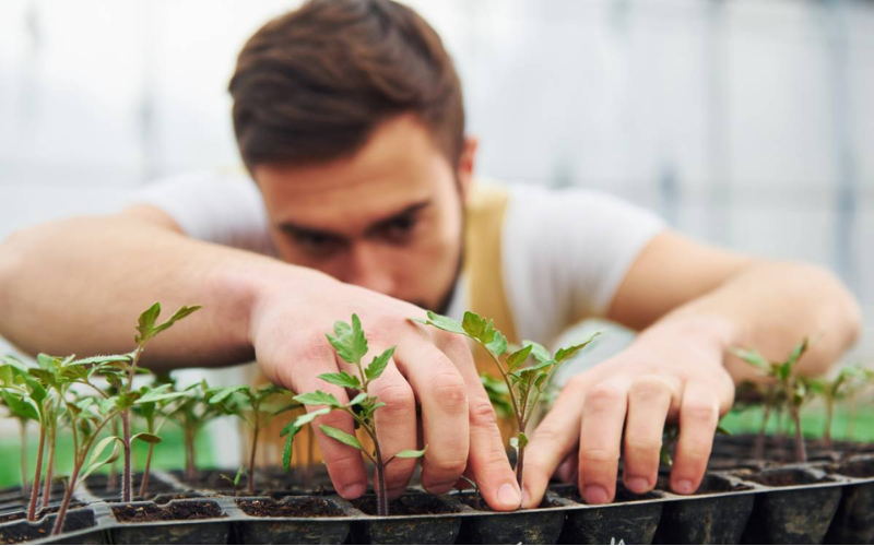 Understanding Grow Lights and Their Effects